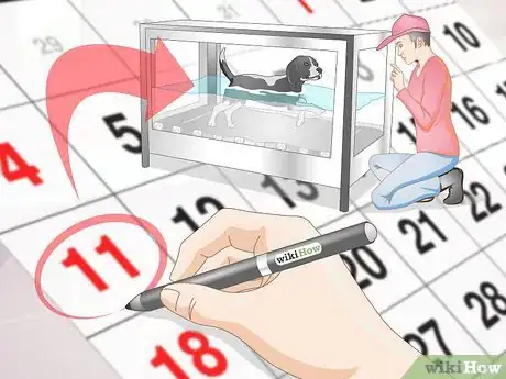 Image titled Rehabilitate Orthopedic Injuries in Dogs Step 11