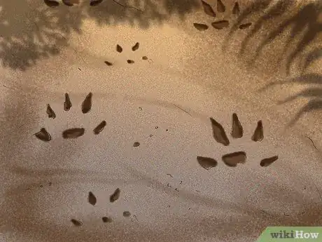 Image titled Catch Weasels Step 14