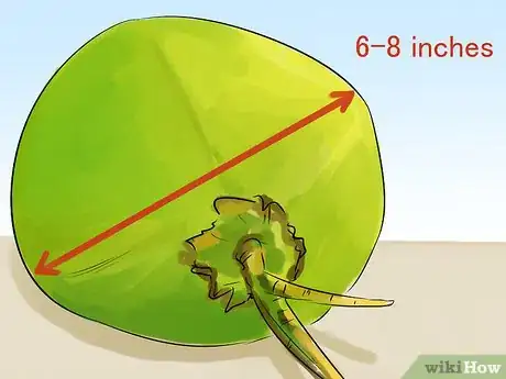 Image titled Harvest a Coconut Step 1