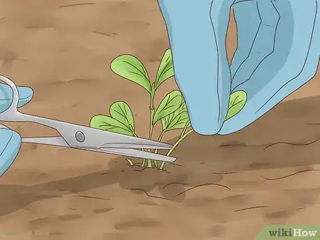 Image titled Grow Cinnamon Step 10