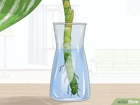 Image titled Grow Chinese Evergreens (Aglaonema) Step 17