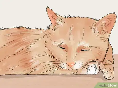 Image titled Diagnose and Treat Chylothorax in Cats Step 3