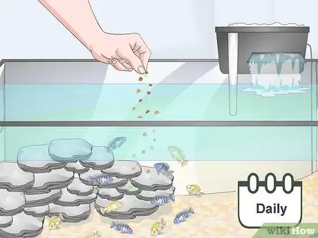 Image titled Care for Mbuna Cichlids Step 11