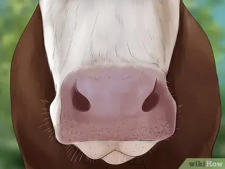 Image titled Judge Heifers Step 10