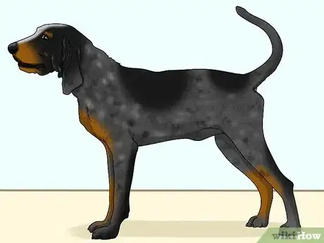 Image titled Identify a Bluetick Coonhound Step 8