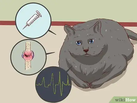 Image titled Keep a Cat from Becoming Fat and Lazy Step 2