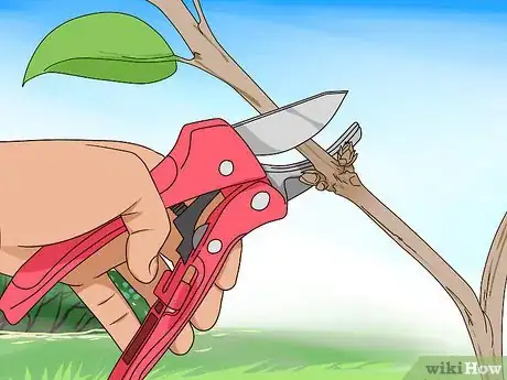 Image titled Prune Honeysuckle Step 4