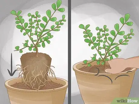 Image titled Grow a Topiary Step 4