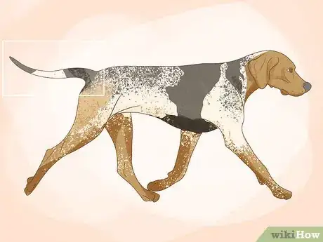 Image titled Identify an American English Coonhound Step 5