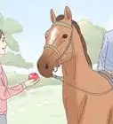Feed a Horse Treats