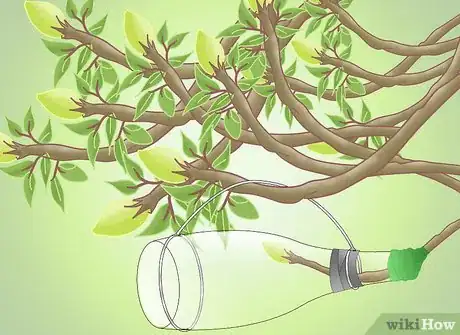 Image titled Get a Pear Into a Wine Bottle Step 13