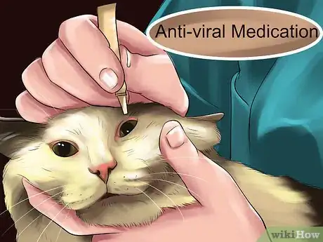 Image titled Treat Keratitis in Cats Step 8