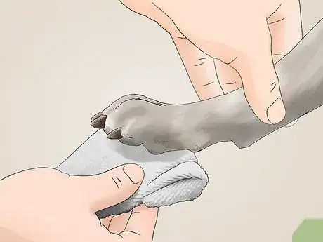 Image titled Keep a House Clean when You Have a Dog Step 13