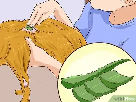 Image titled Prevent Older Dogs from Creating Lick or Scratch Sores Step 3