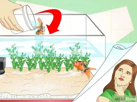 Image titled Identify Aquarium Fish Diseases Step 5