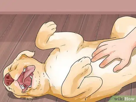 Image titled Brush a Long Haired Dog Step 16