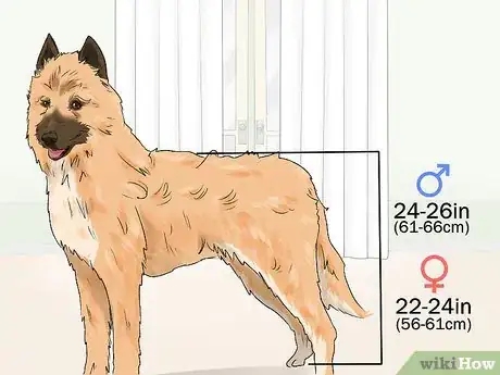 Image titled Identify a Belgian Laekenois Dog Step 1