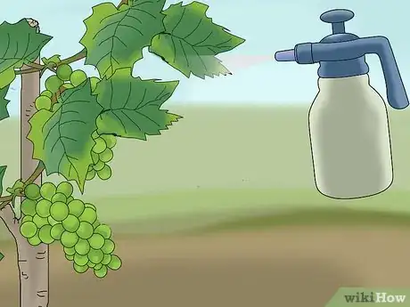 Image titled Protect Grapes from Birds Step 16