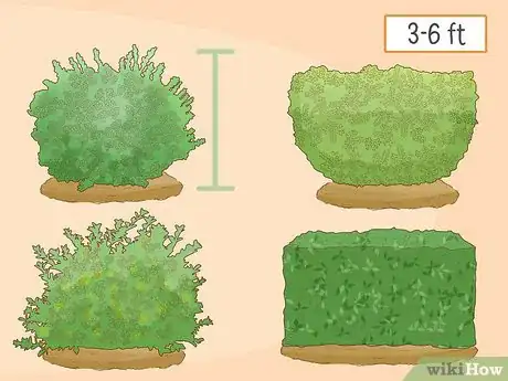 Image titled Grow Boxwood Shrubs Step 4