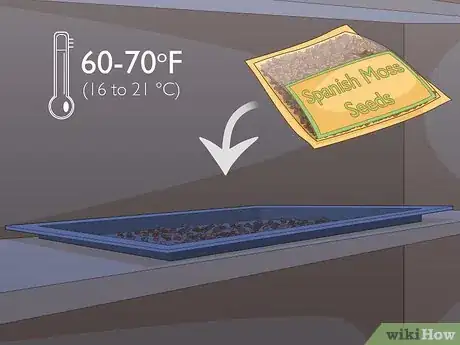 Image titled Grow Spanish Moss Step 2