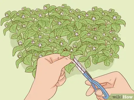 Image titled Harvest Chickweed Step 9