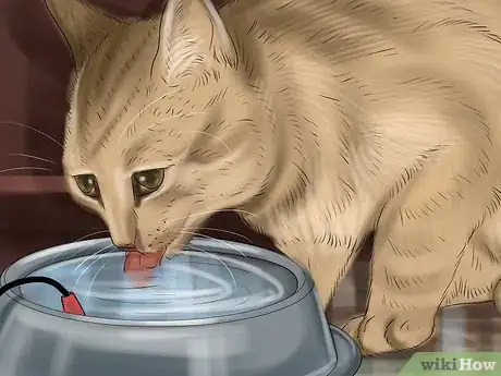 Image titled Prevent Heatstroke in Cats Step 4