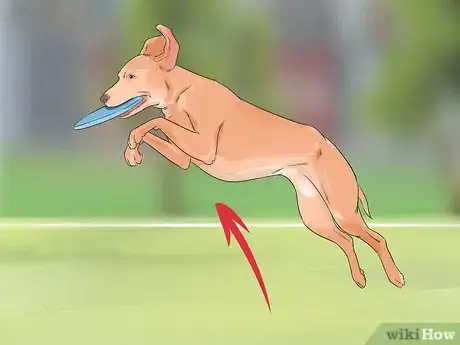 Image titled Have a Happy Weimaraner Step 7