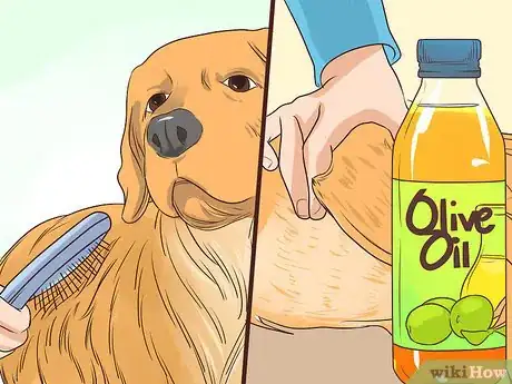 Image titled Prevent Older Dogs from Creating Lick or Scratch Sores Step 7