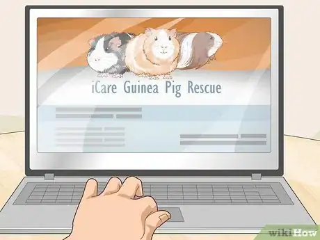 Image titled Run a Guinea Pig Rescue Step 19