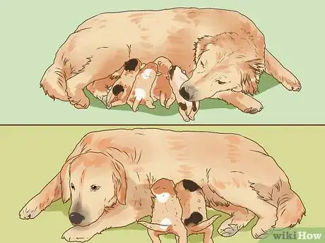 Image titled Deal with Newborn Puppy Nipple Guarding Step 5
