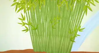 Plant a Clumping Bamboo