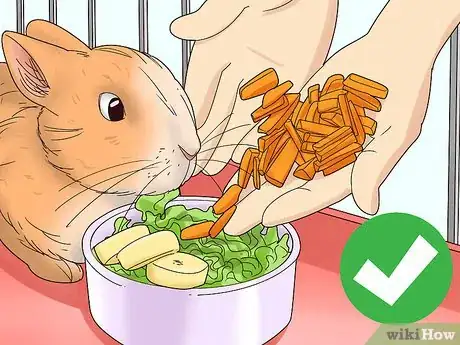 Image titled Care for a Polish Rabbit Step 8