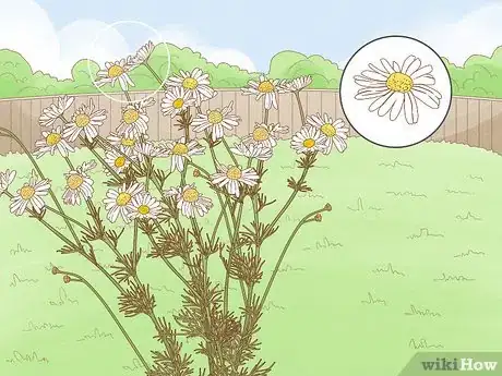 Image titled Harvest Chamomile Step 2