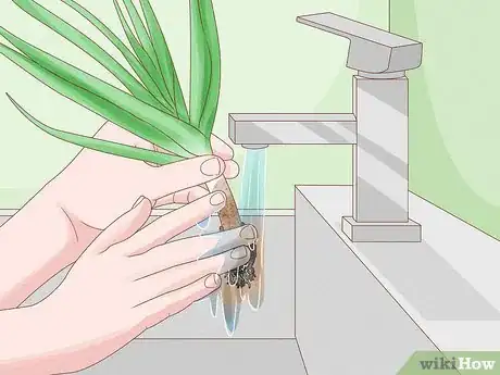 Image titled Grow Leeks Step 11