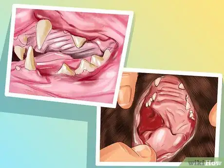 Image titled Treat Feline Stomatitis Step 8