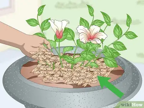 Image titled Plant in Urns Step 8