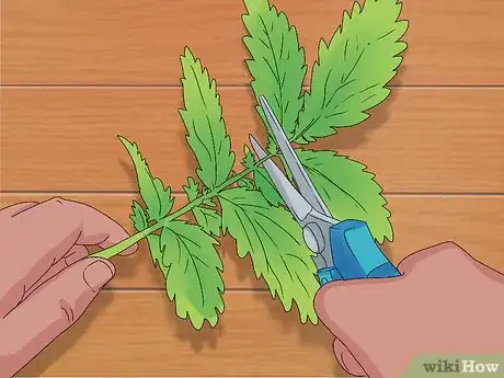 Image titled Grow Agrimony Step 13