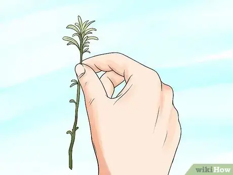 Image titled Divide a Lavender Plant Step 6