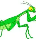Draw a Praying Mantis