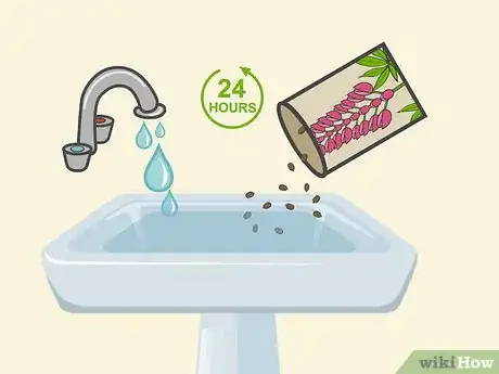 Image titled Grow Lupine Flowers Step 08