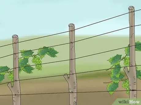 Image titled Protect Grapes from Birds Step 17