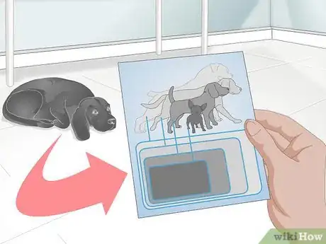 Image titled Buy an Orthopedic Dog Bed Step 1