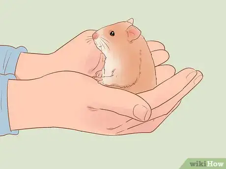 Image titled Introduce a New Hamster to Your Home Step 18