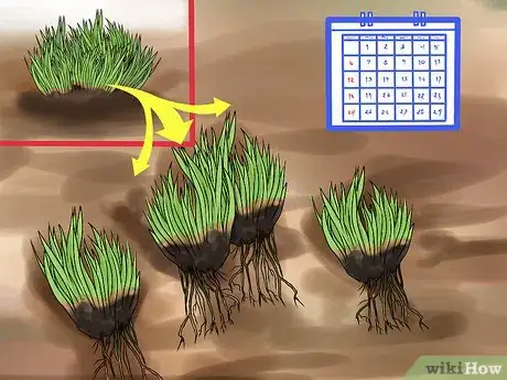 Image titled Divide a Phlox Plant Step 1