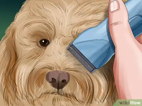 Image titled Groom a Goldendoodle Step 7