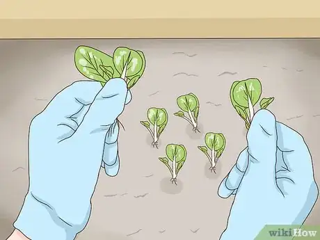 Image titled Grow African Violets Step 7