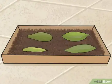 Image titled Propagate Succulents (Without Rooting Hormone) Step 6