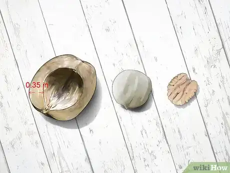 Image titled Identify Hickory Nuts Step 8