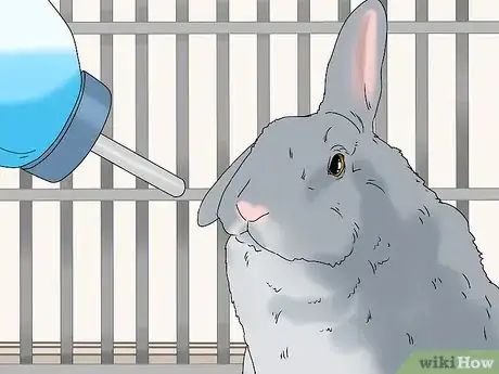 Image titled Keep Your Rabbit Healthy Step 7