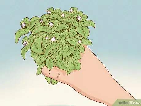 Image titled Harvest Chickweed Step 8